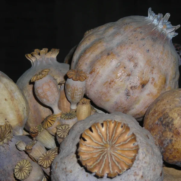 10 lb Papaver somniferum opium poppy pods