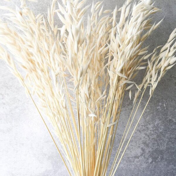 Buy Dried Avena Sativa