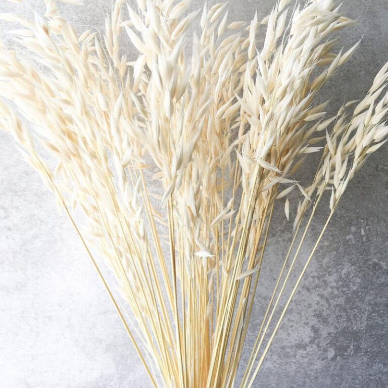 Buy Dried Avena Sativa