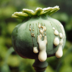 Fresh Poppy Pods Wholesale: A Comprehensive Guide