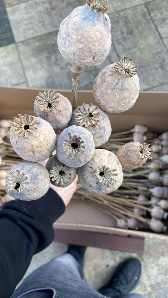 (Dried Decorative Bulbs) PURE FLOWER ASSORTMENT