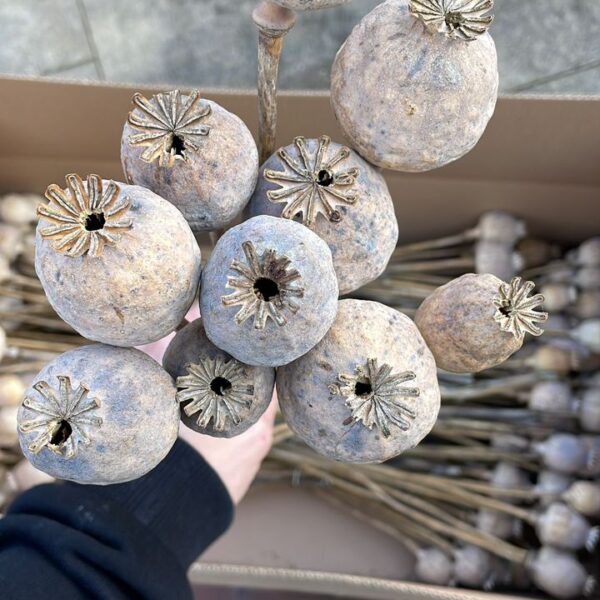 (Dried Decorative Bulbs) PURE FLOWER ASSORTMENT