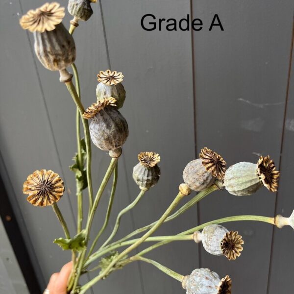 Buy 6Pcs Small faux poppy pods Flowers for Sale