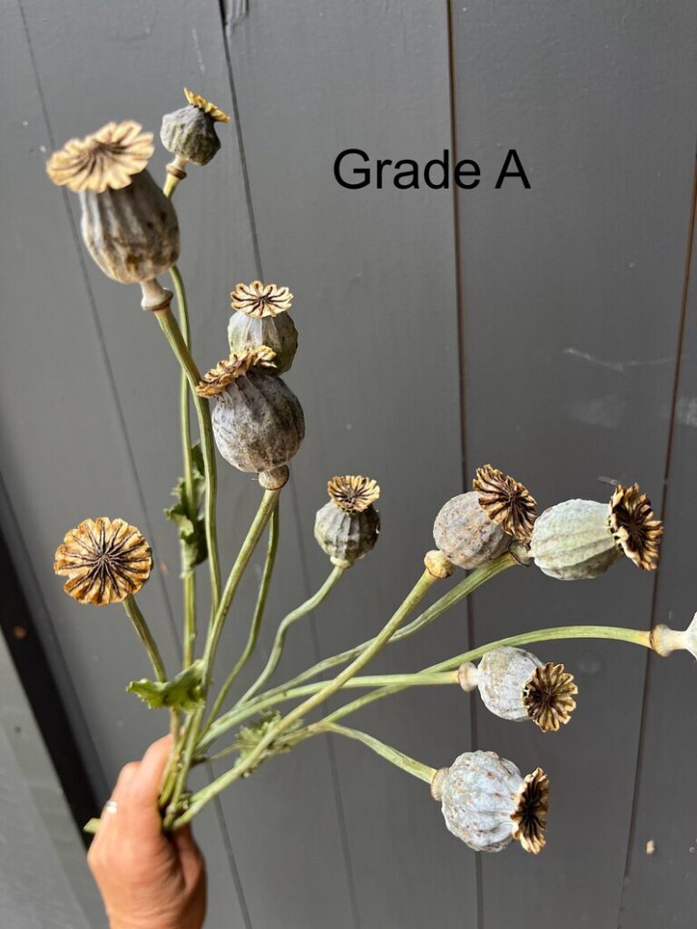 Buy 6Pcs Small faux poppy pods Flowers for Sale