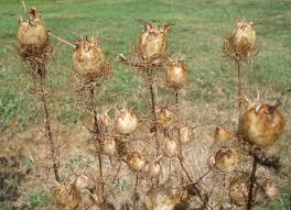 Buy Dried Nigella Poppy Pods Online - Perfect for Crafts & Décor