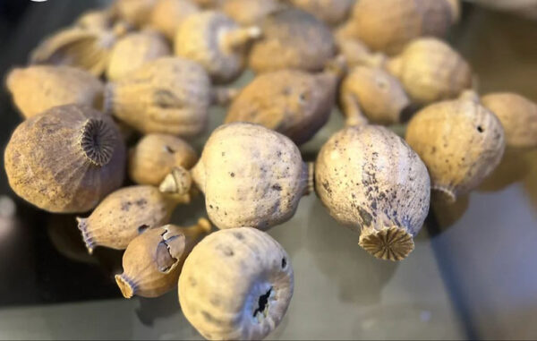 Buy Dried Poppy Pods Without Seeds - 5lbs for Crafts & Décor